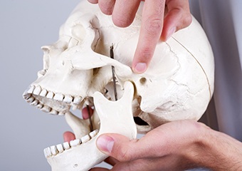 Model of skull and jawbone